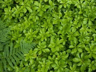 JAPÁN RÚNA GREEN SHEEN