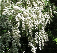 Tawuły biały sadzonka w pojemniku 1-2l 70-90 cm
