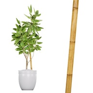 Tyczka TerrBio bambus 30 cm x 22 mm 1 szt.