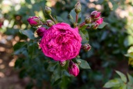 Róża różowy sadzonka w pojemniku 3-5l