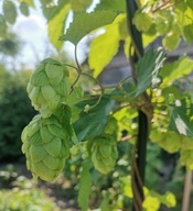 Sadzonki chmielu Niemiecki chmiel PERLE Sztobry Wyjątkowy Aromat