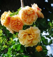 Róża pomarańczowy, żółty sadzonka w balocie 30 cm