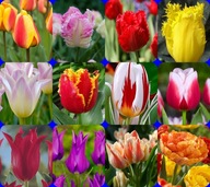 Tulipan bulwy/cebule/kłącza luzem