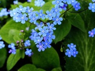 Mieszanka roślin niebieski sadzonka w pojemniku do 0,5l 10 cm
