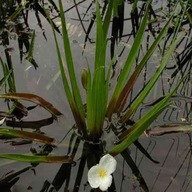 Roślina pływające biały bulwy/cebule/kłącza w opakowaniu zbiorczym