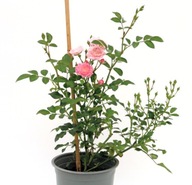 Róża różowy sadzonka w pojemniku 3-5l 40 cm