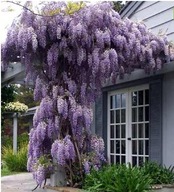 Wisteria sadzonka w pojemniku 1-2l