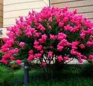 LAGERSTROEMIA NAJDŁUŻEJ KWITNĄCY KRZEW ŚWIATA PINK