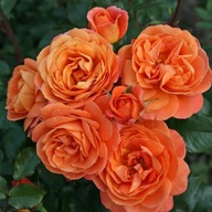 Róża pomarańczowy sadzonka w pojemniku 2-3l