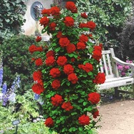 Róża sadzonka w pojemniku 1-2l