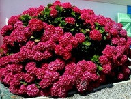 Hortensje czerwony sadzonka w pojemniku 0,5-1l 15-30 cm