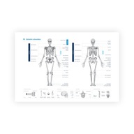 Plakat książkowy, komiksowy Anatomia człowieka, Biologia matura 2023+ 42 x 59,4 cm