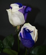 Róża biały, niebieski