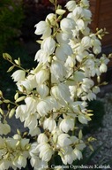 Yucca filamentosa Juka karolińska 5L