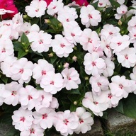 Niecierpek SunPatiens Vigorous Sweetheart