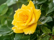 Róża żółty sadzonka w balocie