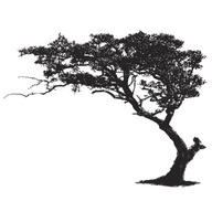 Naklejka ścienna Naklejkolandia drzewo na sawannie 120x160 cm