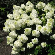 Hortensje biały sadzonka w pojemniku 3-5l 20-100 cm