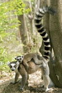Lemury - plagát