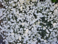 Rogownica dywan białych kwiatów srebrzyste liście kwitnie obficie na biało