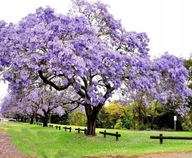 Paulownia tomentosa cesarskie drzewo szczęścia P9