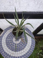 Yucca filamentosa 'Bright Edge' Juka karolińska