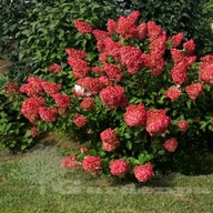 Hortensje czerwony, różnobarwny sadzonka w pojemniku 0,5-1l 15-30 cm