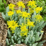 Paraméterek, termékleírás - P9 Cserépben lévő Pozsgás Takaró