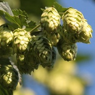 CHMIEL ZWYCZAJNY sadzonka HUMULUS LUPULUS pnącze