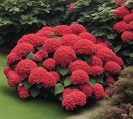 Hortensje czerwony sadzonka w pojemniku 3-5l 20-100 cm
