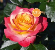 Róża różnobarwny, różowy sadzonka w pojemniku 3-5l 30 cm