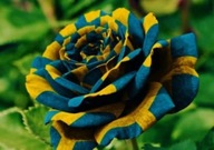 Róża niebieski, żółty