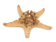 veľká STAR STAR NATURAL SHELL 22 cm