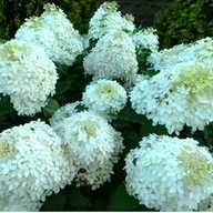 Hortensje biały, różnobarwny sadzonka w pojemniku 0,5-1l 20-30 cm