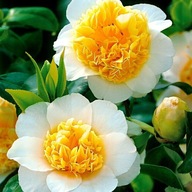 Camellia camelia kamelia brushfields yellow P9