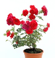 Róża czerwony, różowy sadzonka w pojemniku 1-2l