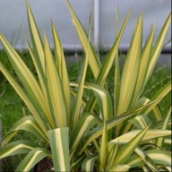 Yucca filamentosa 'Color Guard' 2l (Juka karolińska)