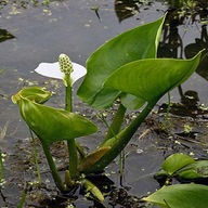 Roślina pływające biały bulwy/cebule/kłącza w opakowaniu zbiorczym