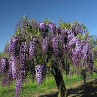 Wisteria Lavender Lace Glicynia chińska