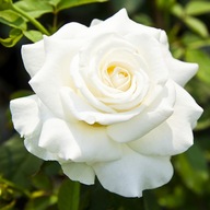 Róża biały sadzonka w balocie