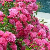 Róża różowy sadzonka w pojemniku 2-3l 35 cm