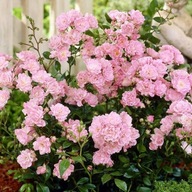 Róża różowy sadzonka w pojemniku 1-2l 10 cm