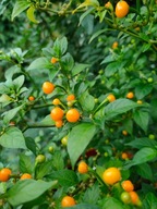 Aji Charapita paprika - 1 db gyümölcs