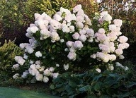 Hortensje biały sadzonka w pojemniku 3-5l 20-100 cm