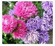 NASIONA Aster chryzantemowy MIESZANKA VILMORIN 1,5g