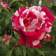 Róża biały, czerwony, różnobarwny, różowy sadzonka w pojemniku 2-3l 30 cm