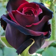 Róża sadzonka w balocie 30 cm