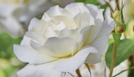 Róża biały sadzonka z gołym korzeniem 15 cm