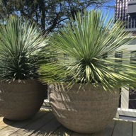 Yucca rostrata - JUKA MROZOODPORNA balkon - ogród