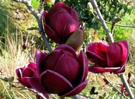 Magnolie i tulipanowce sadzonka w pojemniku 0,5-1l 10-30 cm